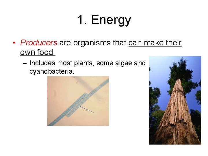 1. Energy • Producers are organisms that can make their own food. – Includes