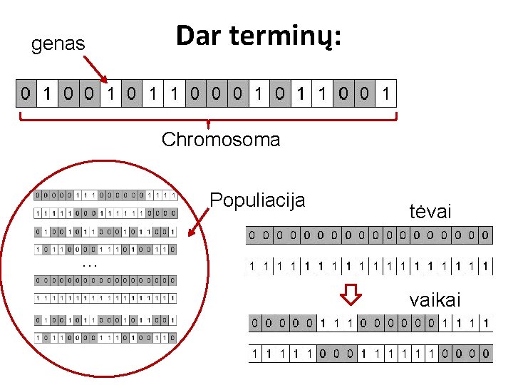 genas Dar terminų: Chromosoma Populiacija tėvai … vaikai 