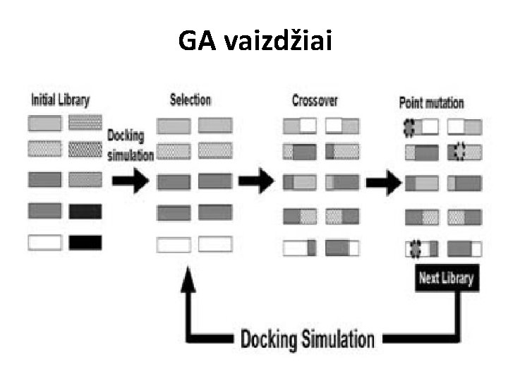 GA vaizdžiai 