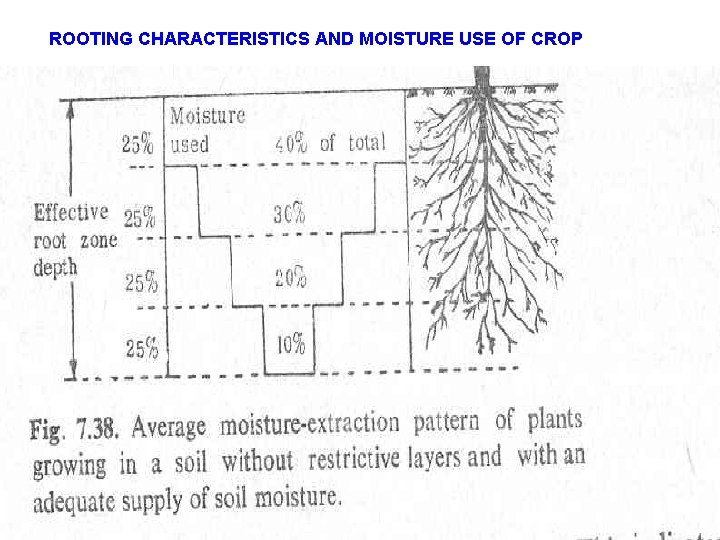 ROOTING CHARACTERISTICS AND MOISTURE USE OF CROP 