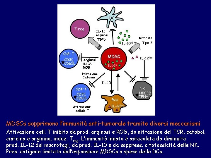 MDSCs sopprimono l’immunità anti-tumorale tramite diversi meccanismi Attivazione cell. T inibita da prod. arginasi