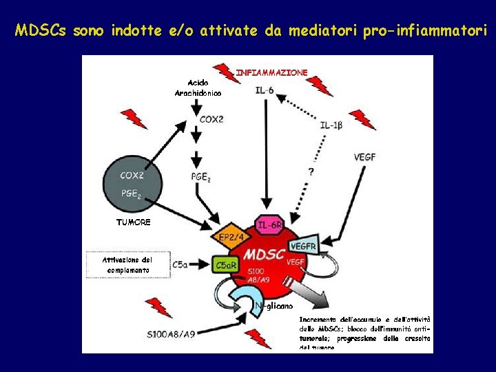 MDSCs sono indotte e/o attivate da mediatori pro-infiammatori 