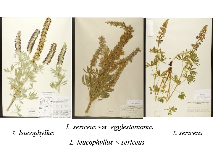 L. leucophyllus L. sericeus var. egglestonianus L. leucophyllus × sericeus L. sericeus 