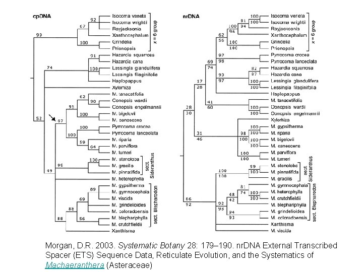Morgan, D. R. 2003. Systematic Botany 28: 179– 190. nr. DNA External Transcribed Spacer