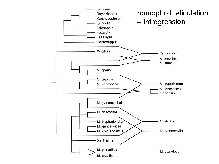 homoploid reticulation = introgression 