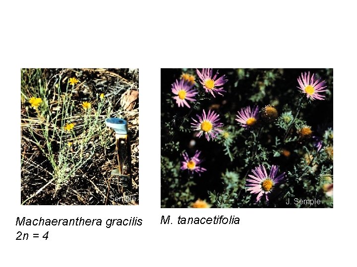 J. Semple Machaeranthera gracilis 2 n = 4 J. Semple M. tanacetifolia 