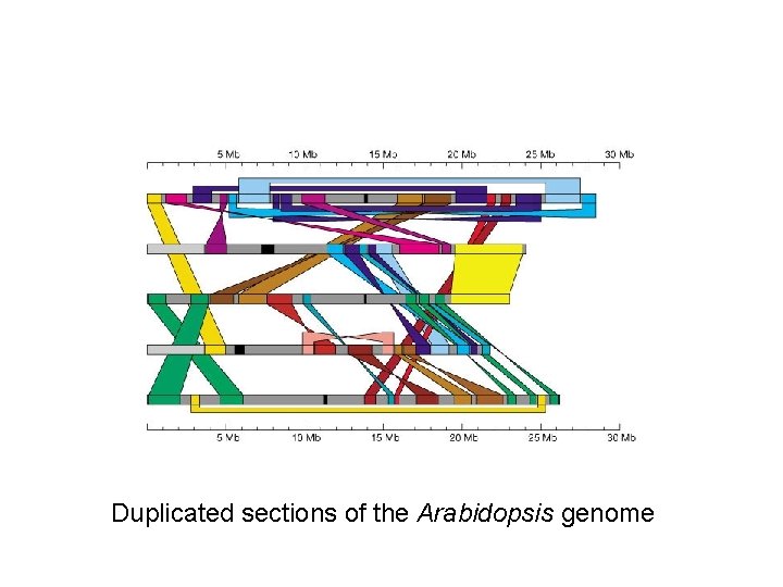 Duplicated sections of the Arabidopsis genome 