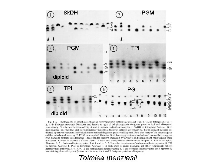 Sk. DH PGM TPI diploid TPI PGI diploid Tolmiea menziesii 