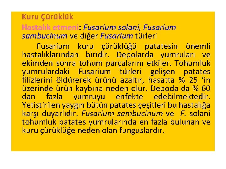 Kuru Çürüklük Hastalık etmeni: Fusarium solani, Fusarium sambucinum ve diğer Fusarium türleri Fusarium kuru