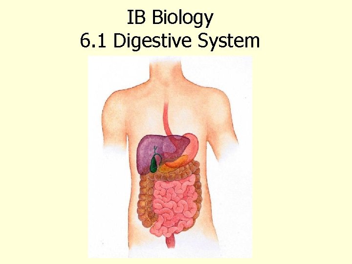 IB Biology 6. 1 Digestive System 