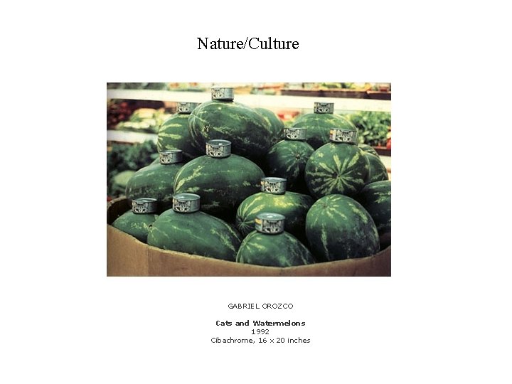 Nature/Culture GABRIEL OROZCO Cats and Watermelons 1992 Cibachrome, 16 x 20 inches 