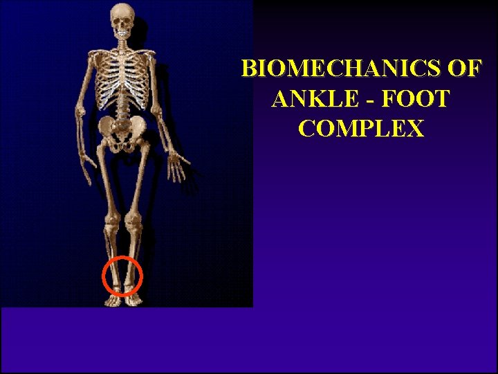 BIOMECHANICS OF ANKLE - FOOT COMPLEX 