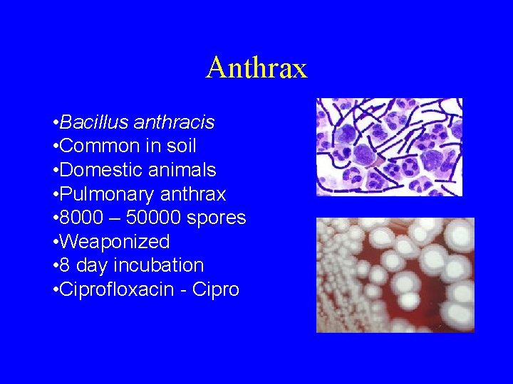 Anthrax • Bacillus anthracis • Common in soil • Domestic animals • Pulmonary anthrax