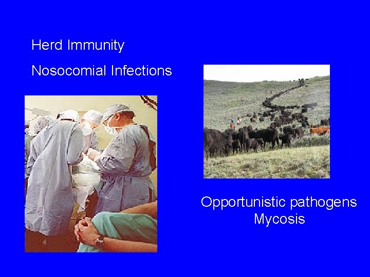 Herd Immunity Nosocomial Infections Opportunistic pathogens Mycosis 