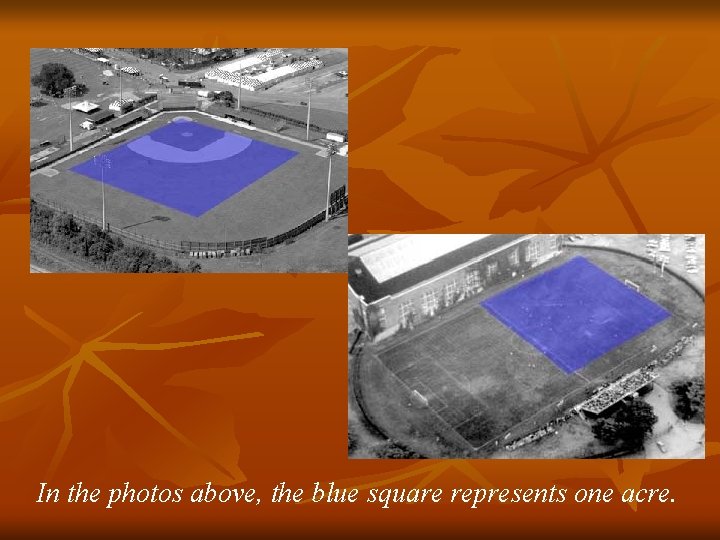 In the photos above, the blue square represents one acre. 