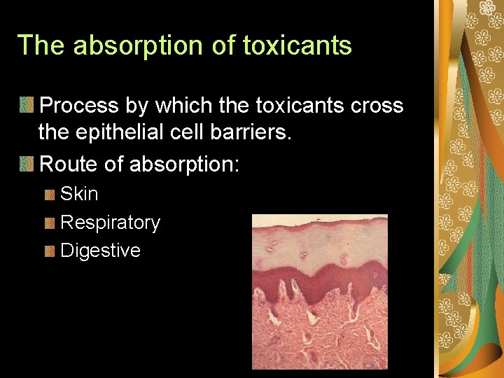 The absorption of toxicants Process by which the toxicants cross the epithelial cell barriers.