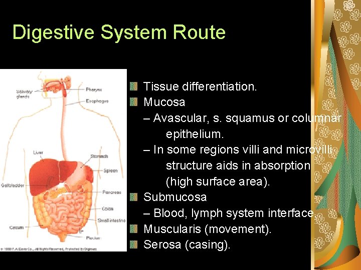 Digestive System Route Tissue differentiation. Mucosa – Avascular, s. squamus or columnar epithelium. –