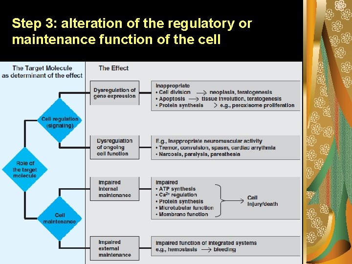 Step 3: alteration of the regulatory or maintenance function of the cell 