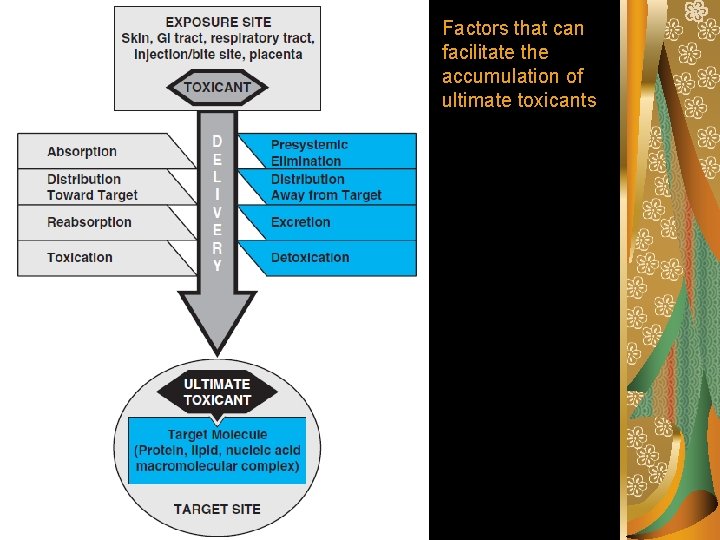 Factors that can facilitate the accumulation of ultimate toxicants 