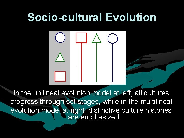 Socio-cultural Evolution In the unilineal evolution model at left, all cultures progress through set Socio-cultural Evolution In the unilineal evolution model at left, all cultures progress through set