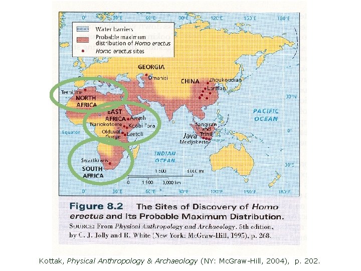 Kottak, Physical Anthropology & Archaeology (NY: Mc. Graw-Hill, 2004), p. 202. 