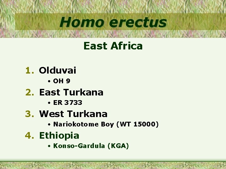 Homo erectus East Africa 1. Olduvai • OH 9 2. East Turkana • ER