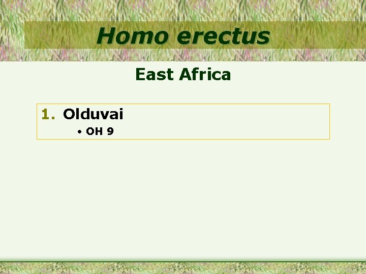 Homo erectus East Africa 1. Olduvai • OH 9 