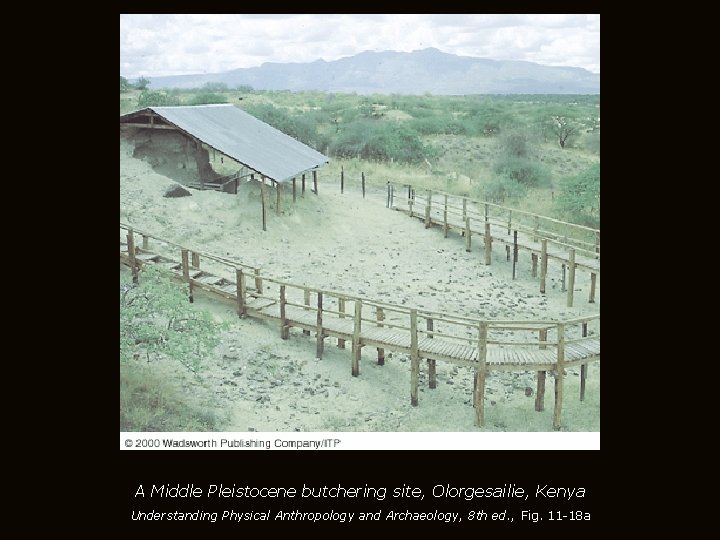 A Middle Pleistocene butchering site, Olorgesailie, Kenya Understanding Physical Anthropology and Archaeology, 8 th