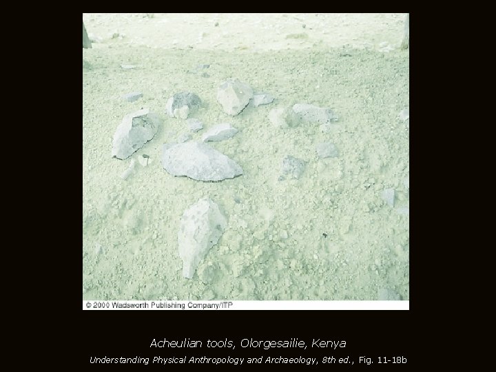 Acheulian tools, Olorgesailie, Kenya Understanding Physical Anthropology and Archaeology, 8 th ed. , Fig.