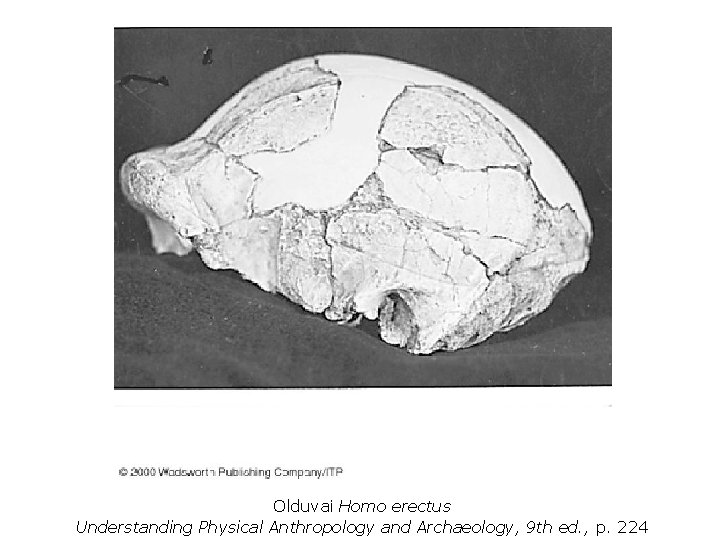 Olduvai Homo erectus Understanding Physical Anthropology and Archaeology, 9 th ed. , p. 224