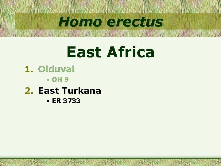 Homo erectus East Africa 1. Olduvai • OH 9 2. East Turkana • ER