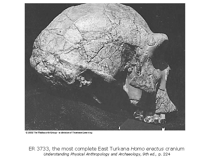 ER 3733, the most complete East Turkana Homo erectus cranium Understanding Physical Anthropology and