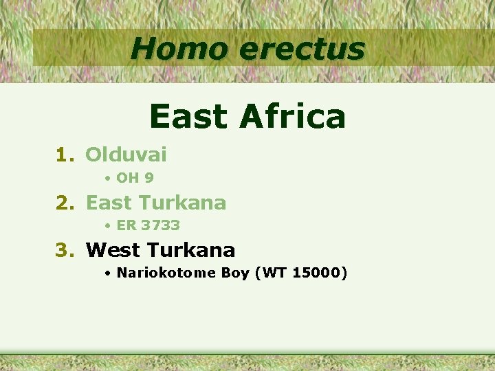 Homo erectus East Africa 1. Olduvai • OH 9 2. East Turkana • ER