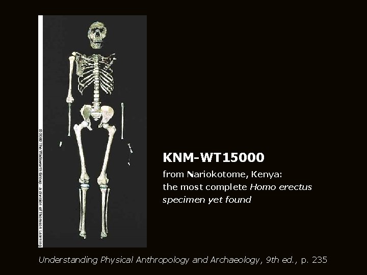 KNM-WT 15000 from Nariokotome, Kenya: the most complete Homo erectus specimen yet found Understanding