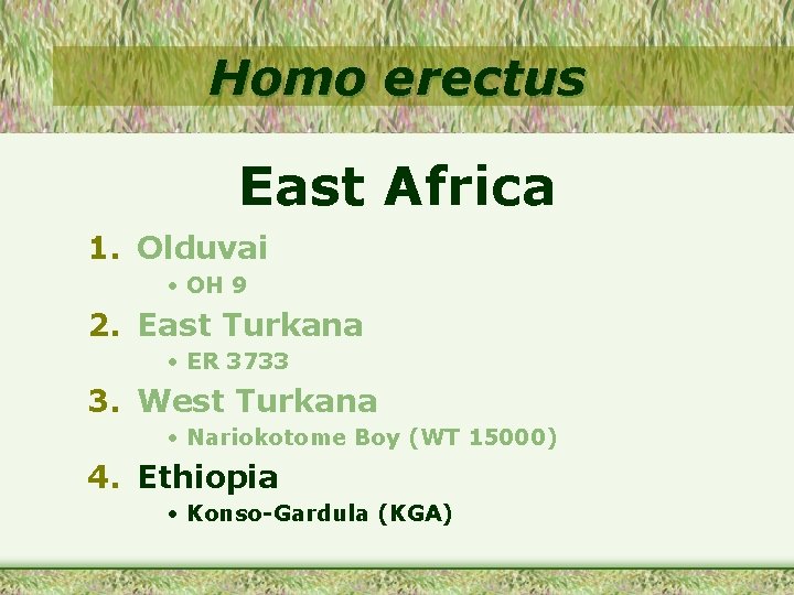 Homo erectus East Africa 1. Olduvai • OH 9 2. East Turkana • ER