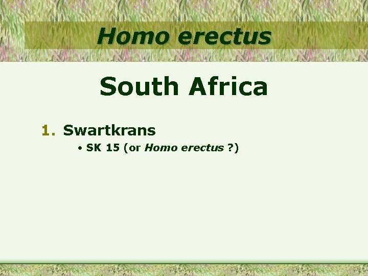 Homo erectus South Africa 1. Swartkrans • SK 15 (or Homo erectus ? )