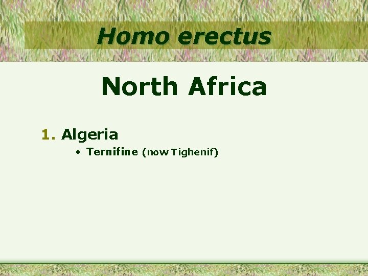 Homo erectus North Africa 1. Algeria • Ternifine (now Tighenif) 