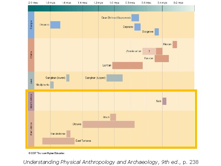 Understanding Physical Anthropology and Archaeology, 9 th ed. , p. 238 