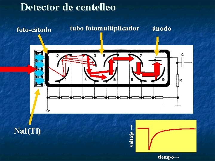 Detector de centelleo Na. I(Tl) tubo fotomultiplicador ánodo voltaje → foto-cátodo tiempo→ 