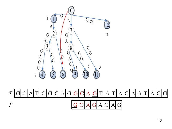 T GC AT C G CAGGC AGT AT AC AGT AC G P GC