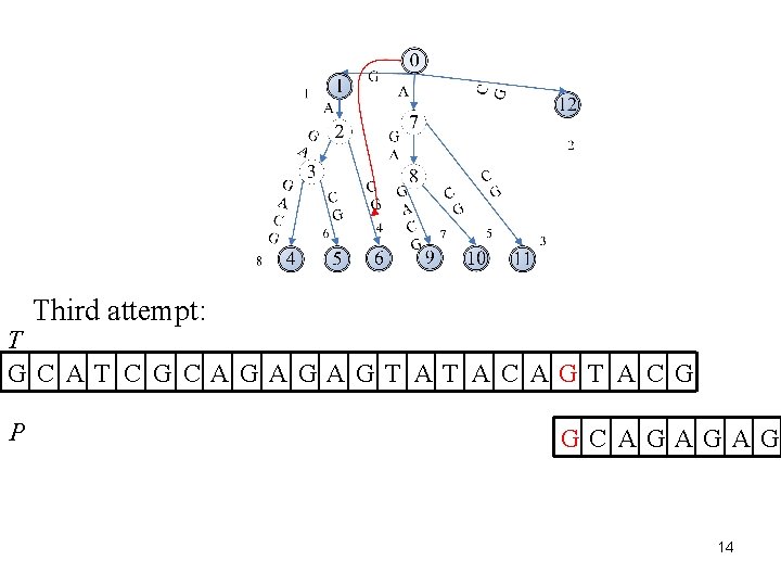 Third attempt: T GC AT C G CAGAGAGT AT AC AGT AC G P