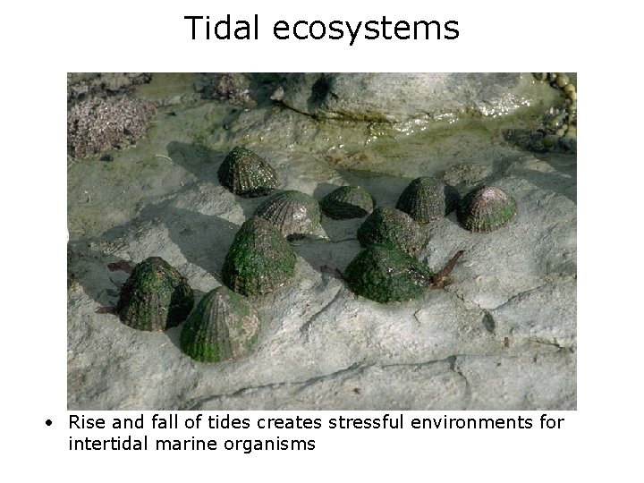 Tidal ecosystems • Rise and fall of tides creates stressful environments for intertidal marine