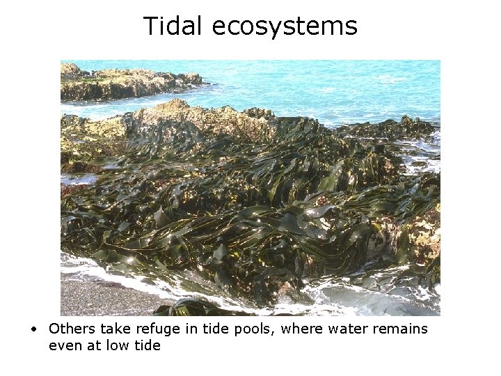 Tidal ecosystems • Others take refuge in tide pools, where water remains even at