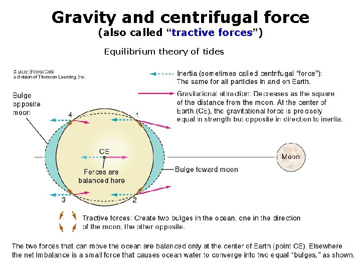Gravity and centrifugal force (also called “tractive forces”) Equilibrium theory of tides Together: The