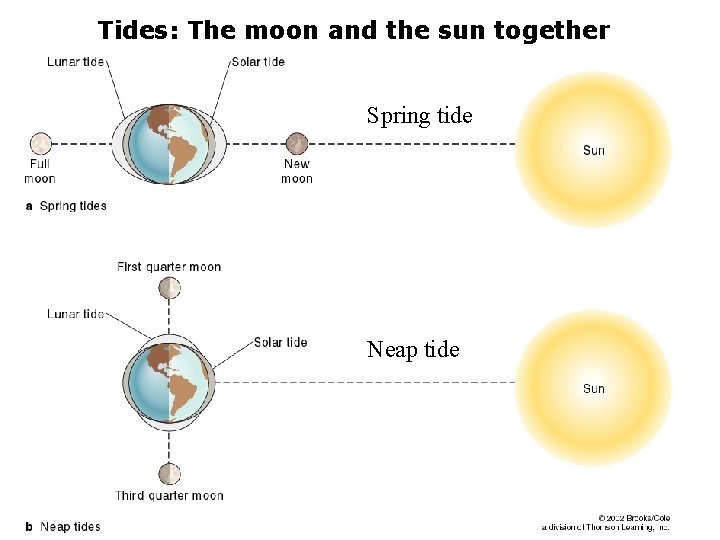 Tides: The moon and the sun together Spring tide Neap tide 
