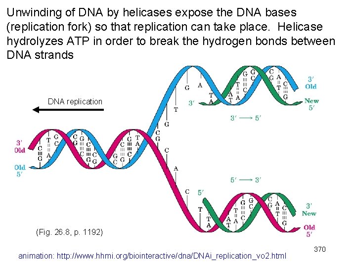 Unwinding of DNA by helicases expose the DNA bases (replication fork) so that replication