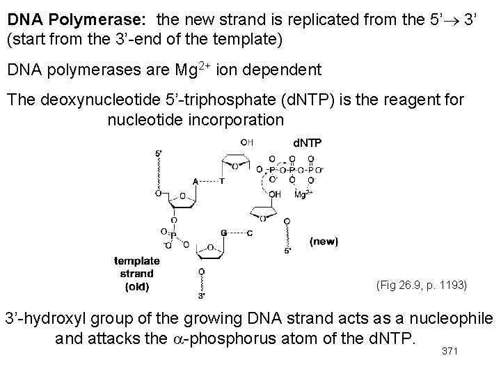 DNA Polymerase: the new strand is replicated from the 5’ 3’ (start from the