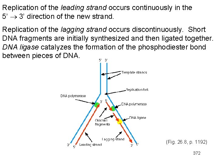 Replication of the leading strand occurs continuously in the 5’ 3’ direction of the