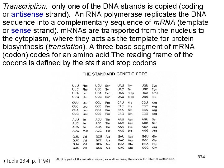 Transcription: only one of the DNA strands is copied (coding or antisense strand). An