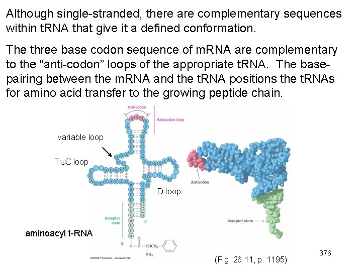 Although single-stranded, there are complementary sequences within t. RNA that give it a defined